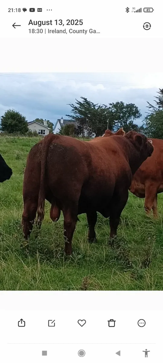Red Angus bull