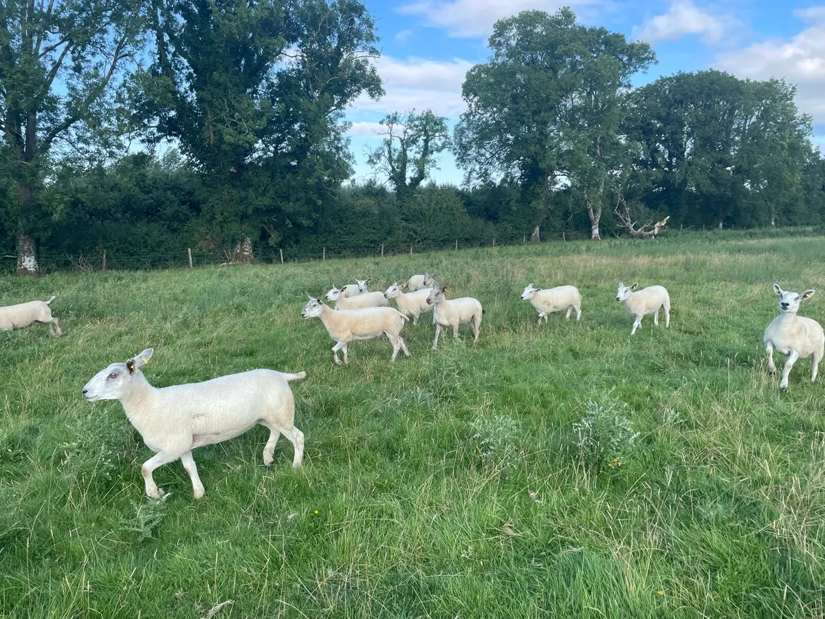 Hoggets - Image 1