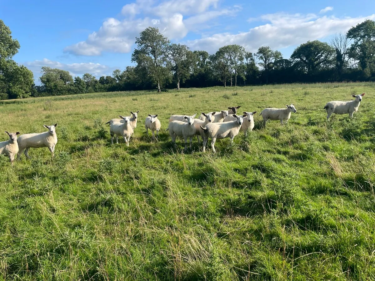 Hoggets - Image 2