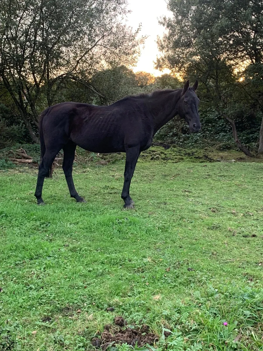 Horses - Image 2