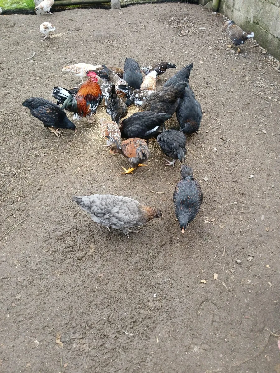 Bantams & large breed Pullets. - Image 4