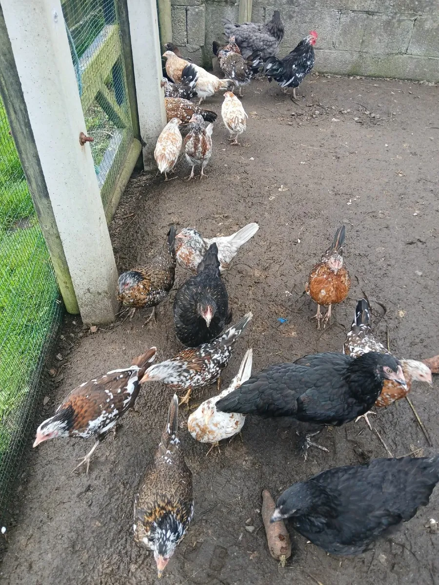 Bantams & large breed Pullets. - Image 1