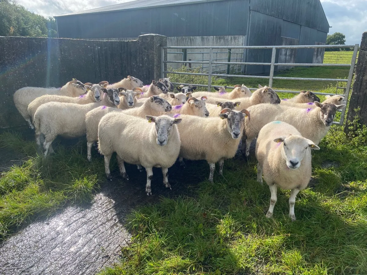 Sheep - Image 1