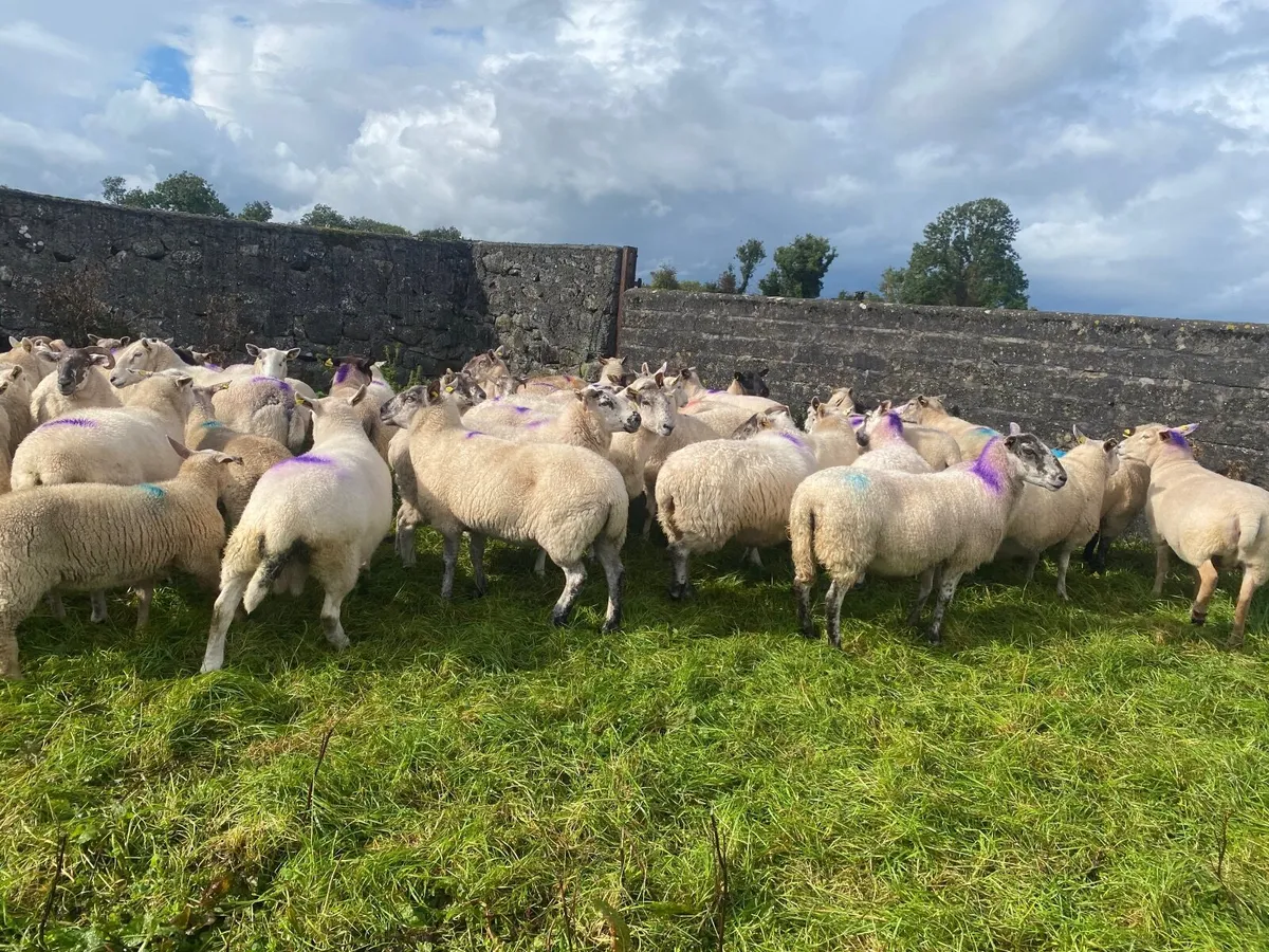 Sheep - Image 2