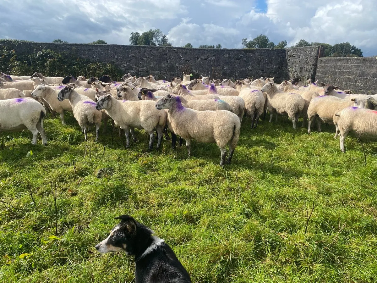 Sheep - Image 4