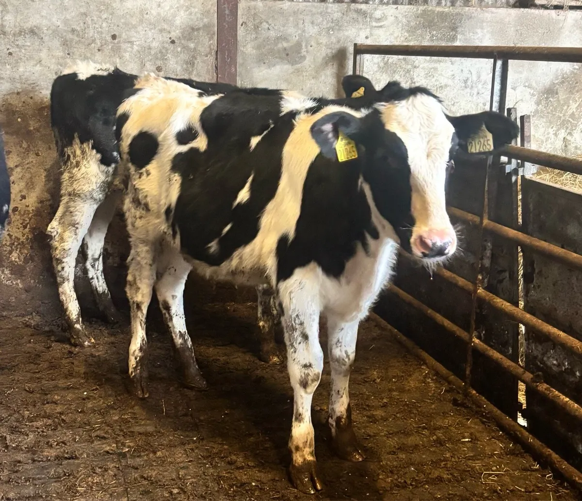 Holstein Friesian calves - Image 2