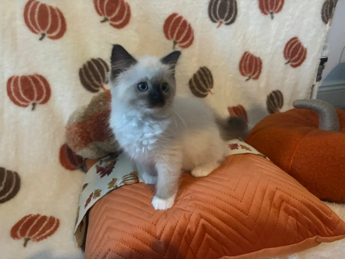 Ragdoll kittens - Image 1