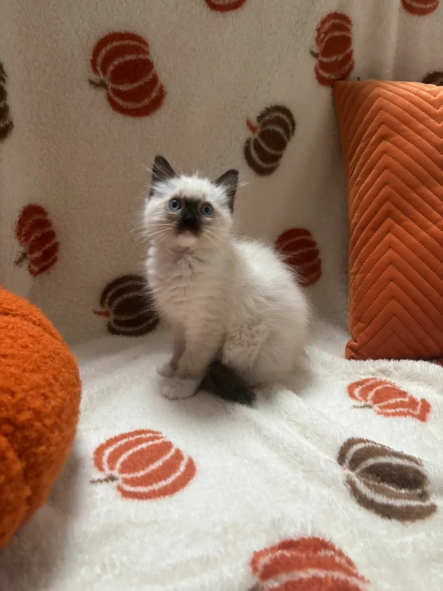 Ragdoll kittens - Image 2