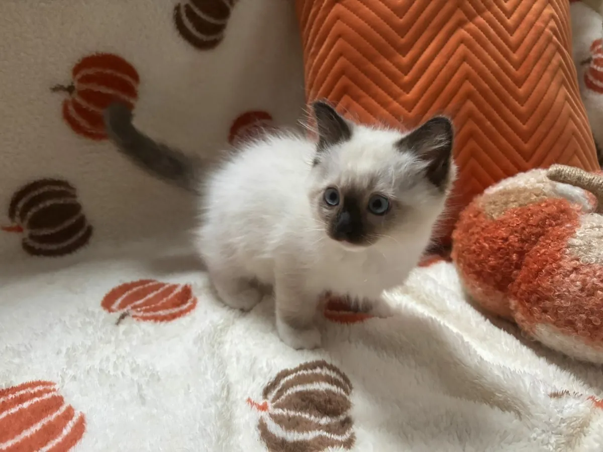 Ragdoll kittens - Image 4