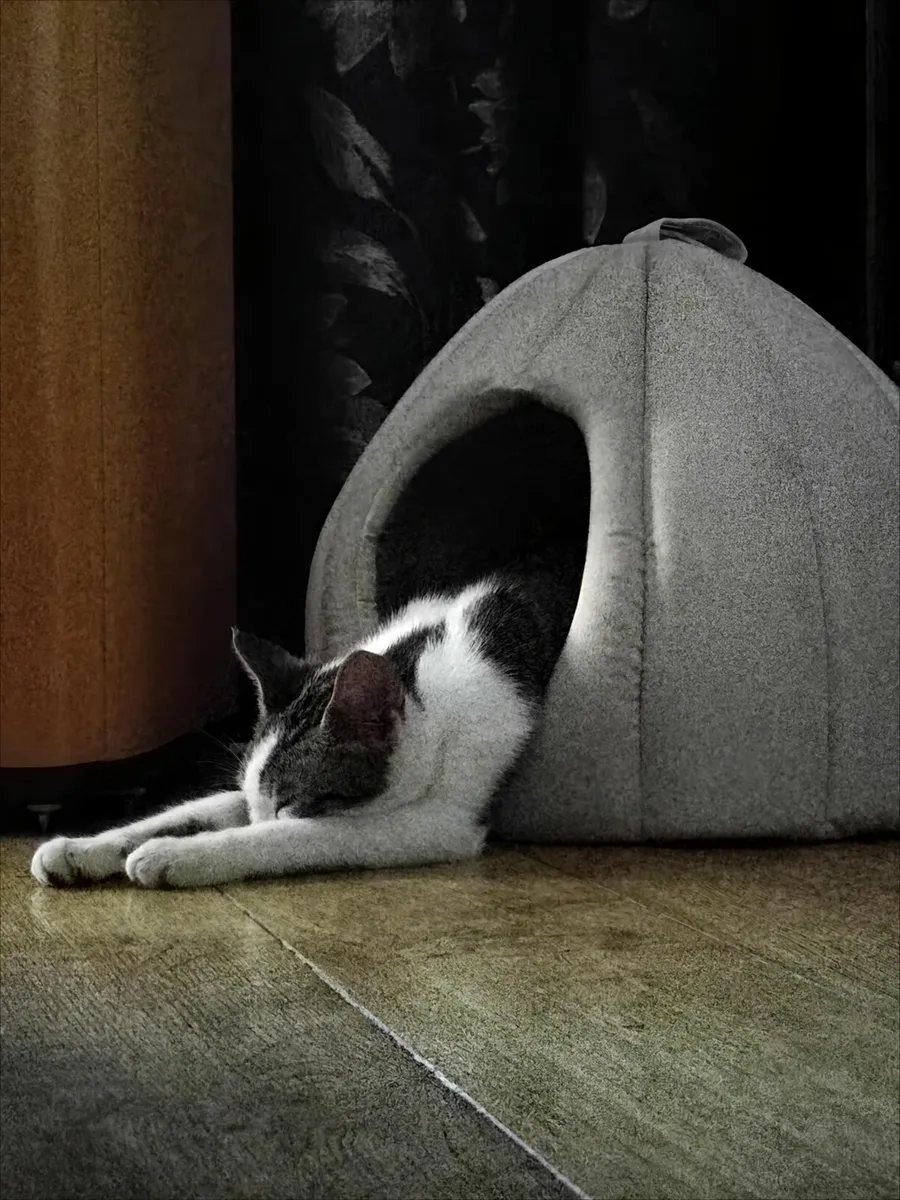 Female Kitten - Image 1