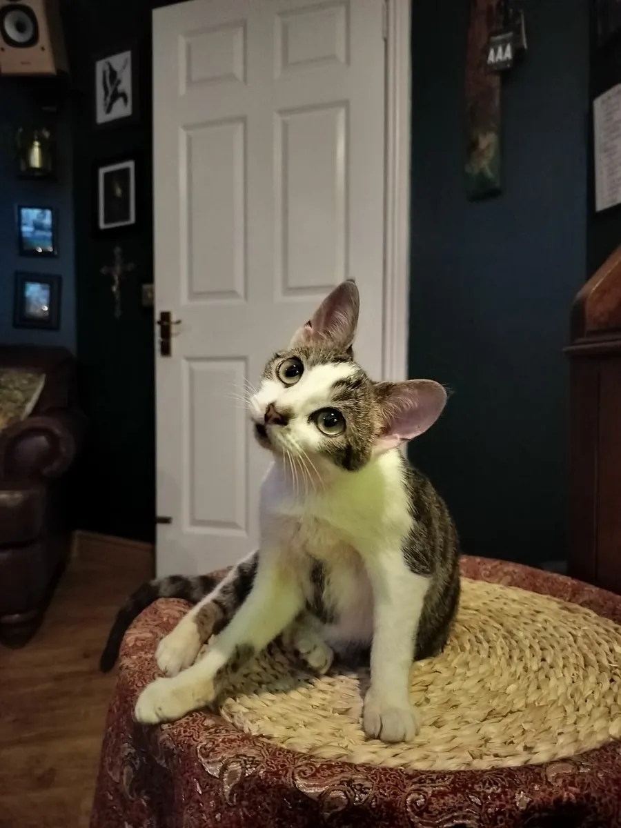 Female Kitten - Image 2