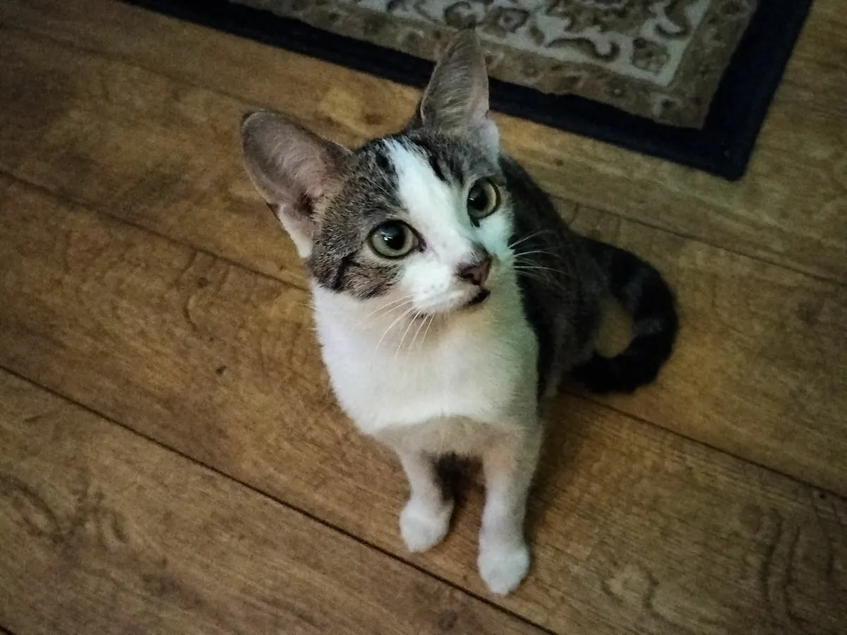 Female Kitten - Image 3