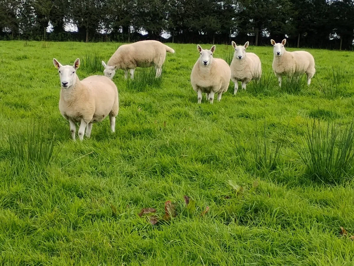 5 pb  North country Cheviot rams 1 blue faced Lei - Image 1
