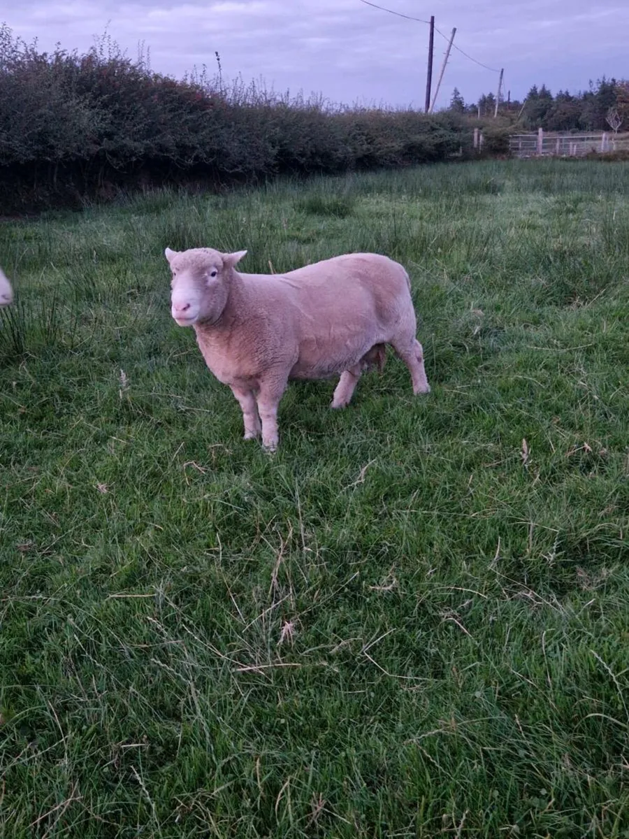 Dorset ram - Image 1