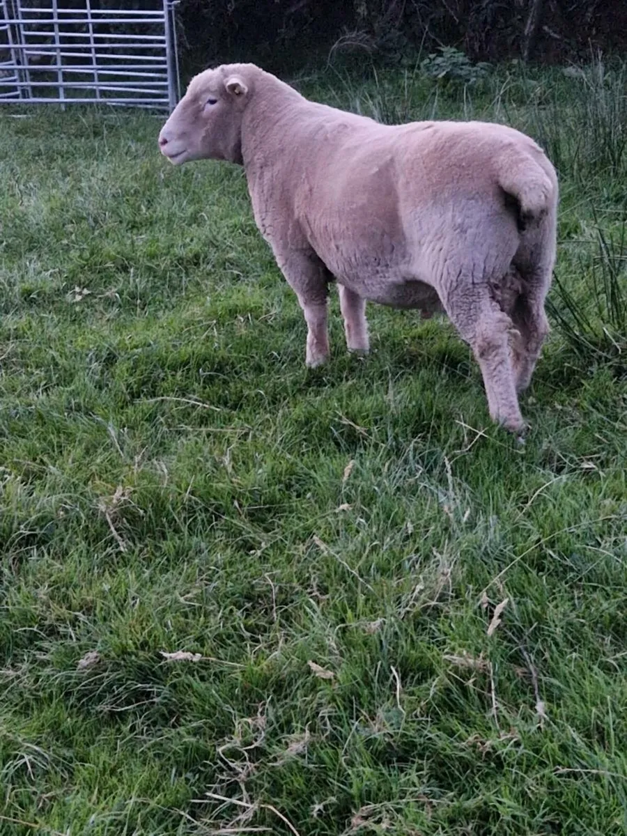 Dorset ram - Image 2