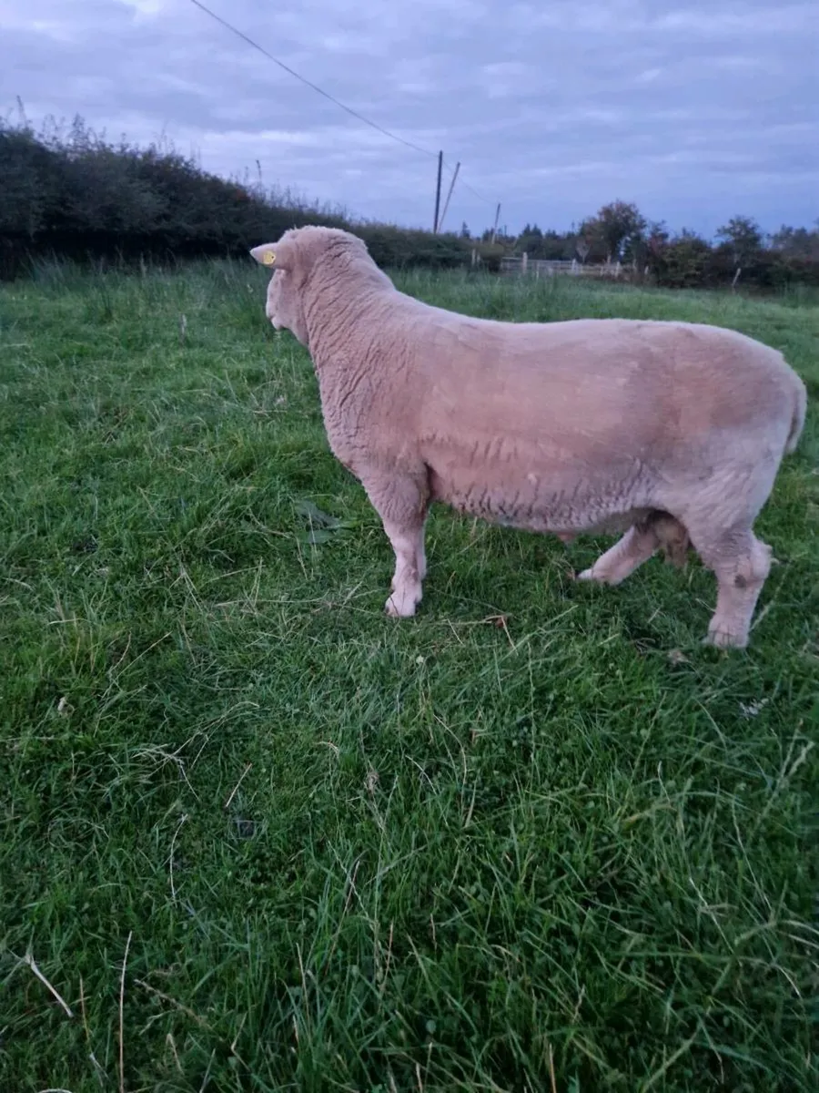 Dorset ram - Image 3