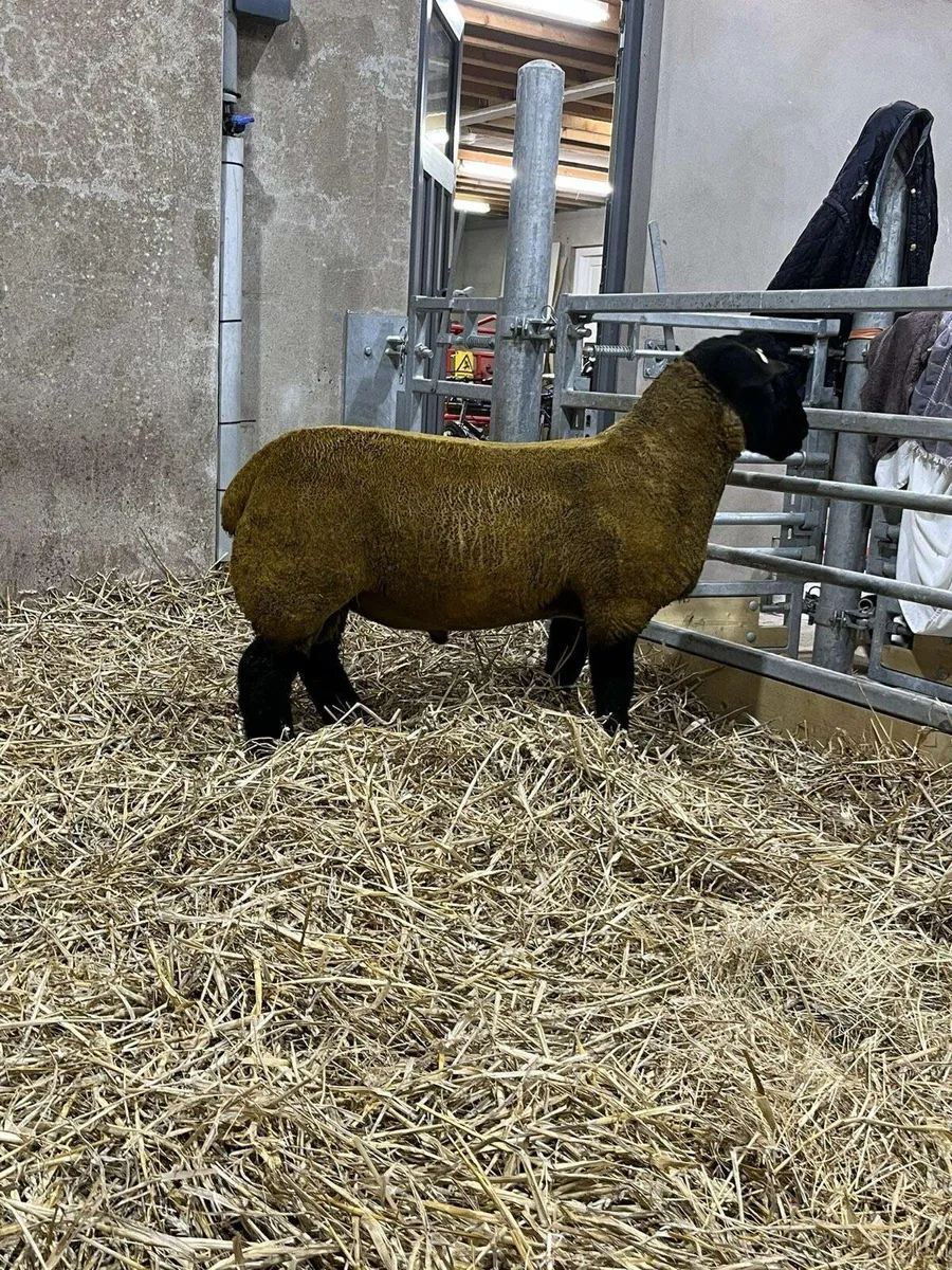 Ped Suffolk tip lamb - Image 1