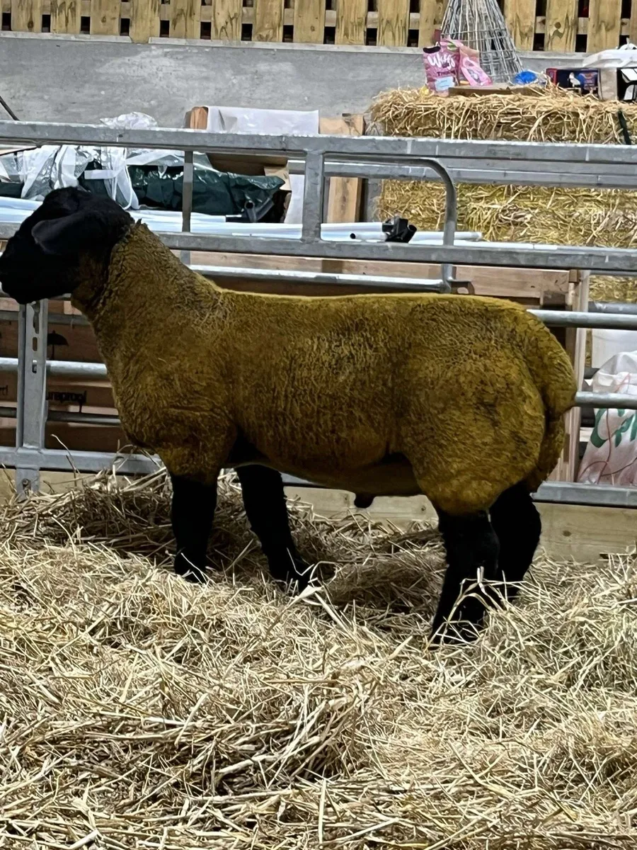 Ped Suffolk tip lamb - Image 2