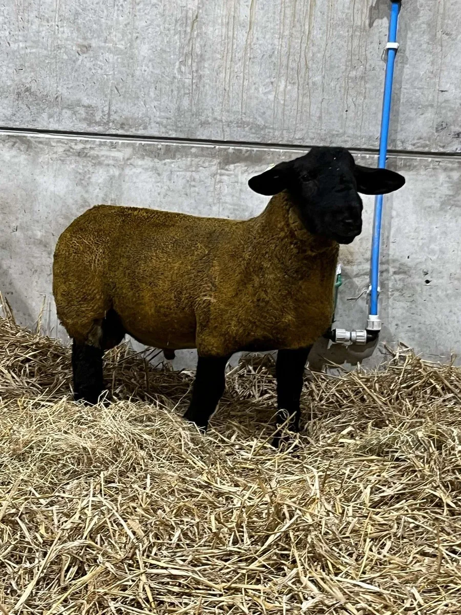 Ped Suffolk tip lamb - Image 3