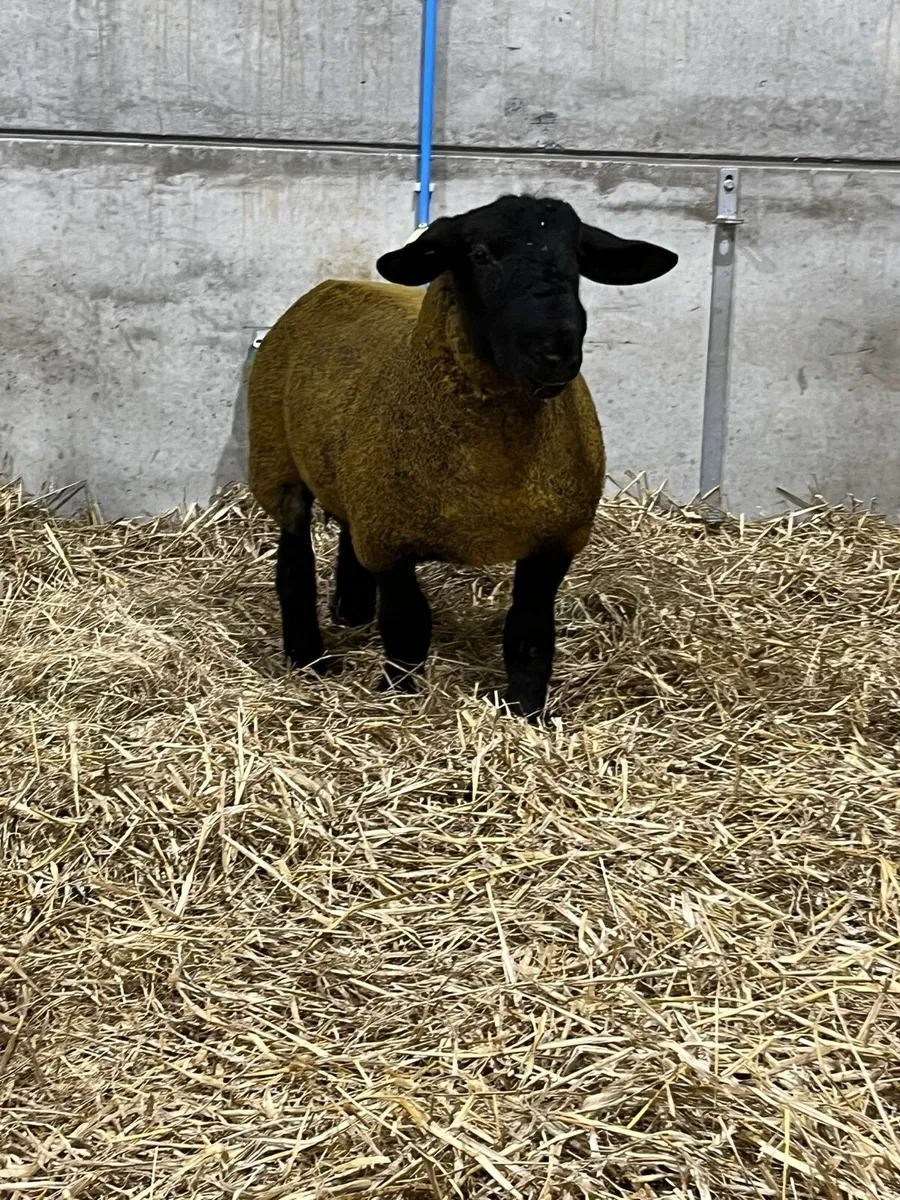 Ped Suffolk tip lamb - Image 4