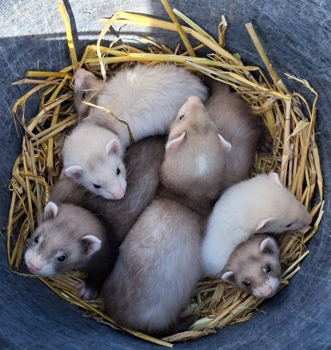 Ferret kits - Image 1