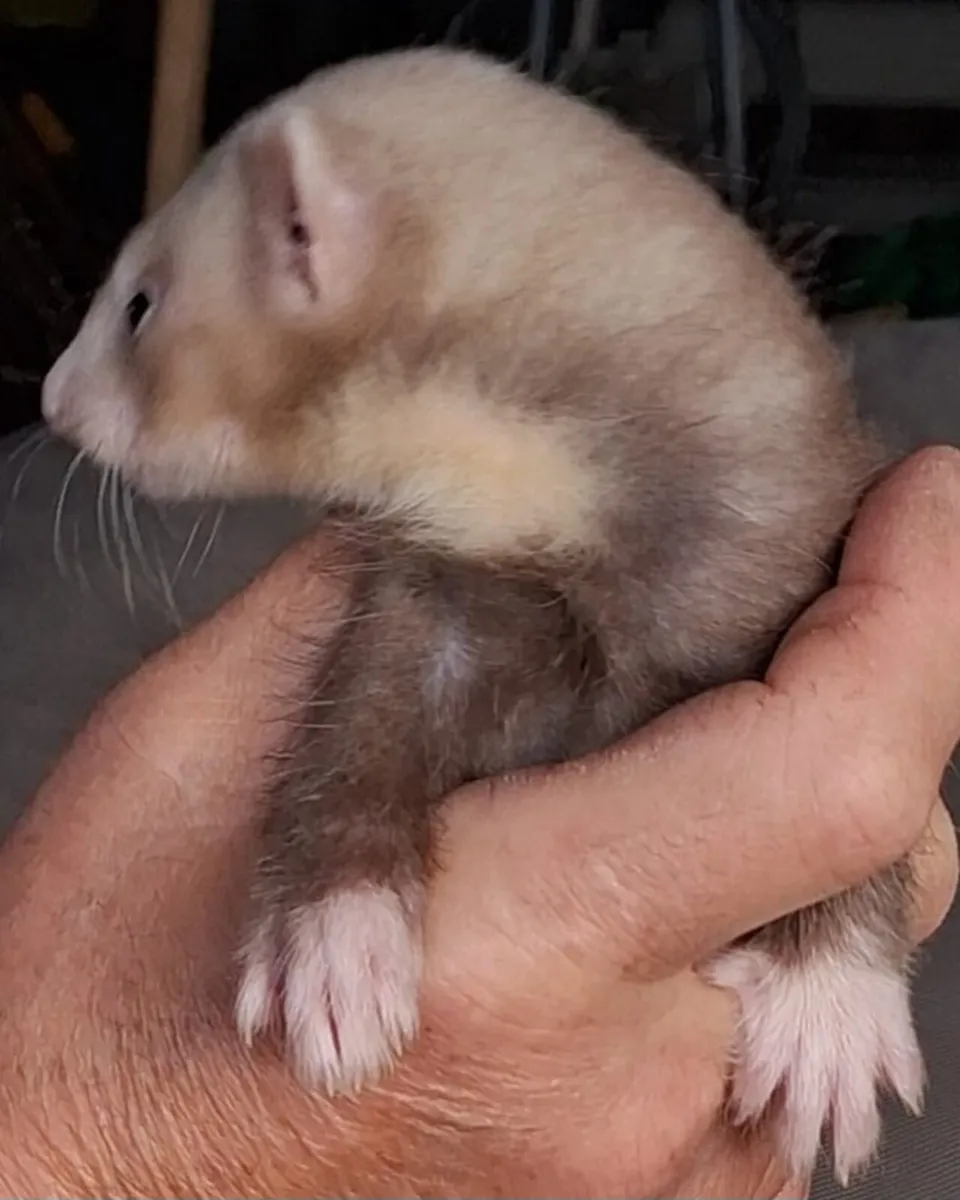 Ferret kits - Image 2