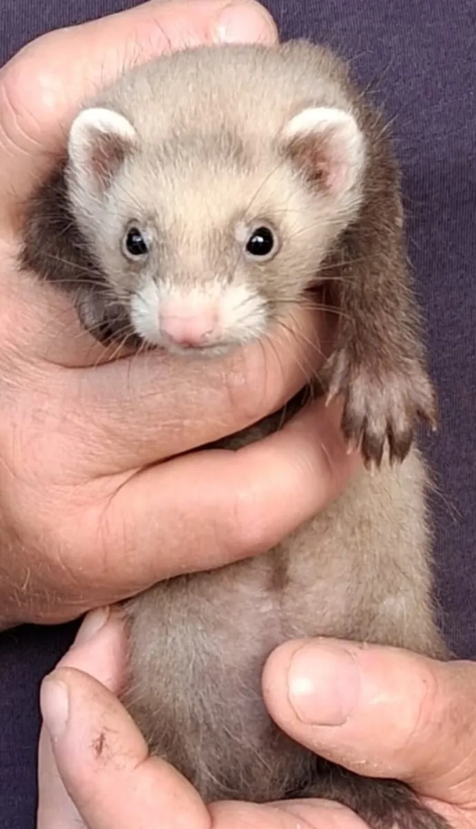 Ferret kits - Image 3