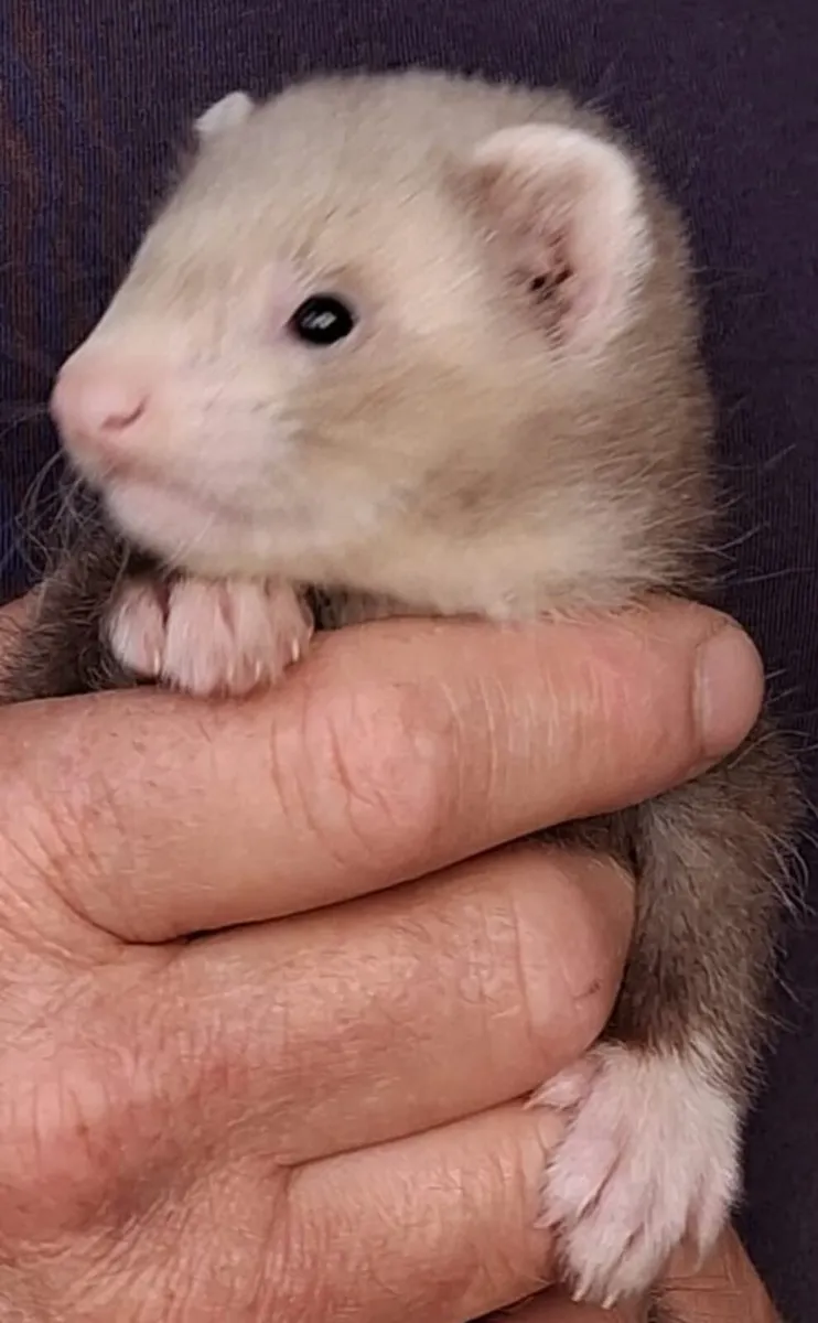Ferret kits - Image 4