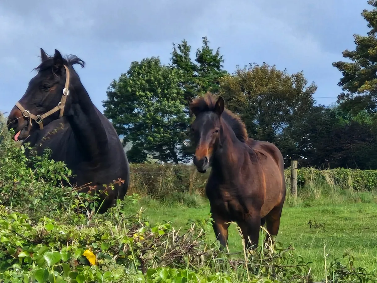 Connemara Colt Foal - Image 4
