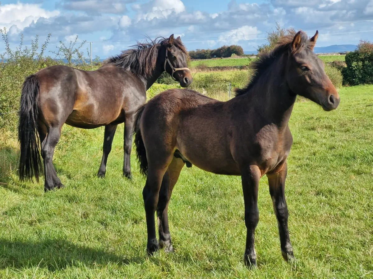 Connemara Colt Foal - Image 2