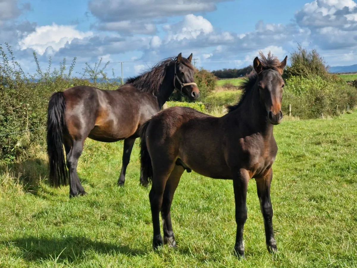 Connemara Colt Foal - Image 1