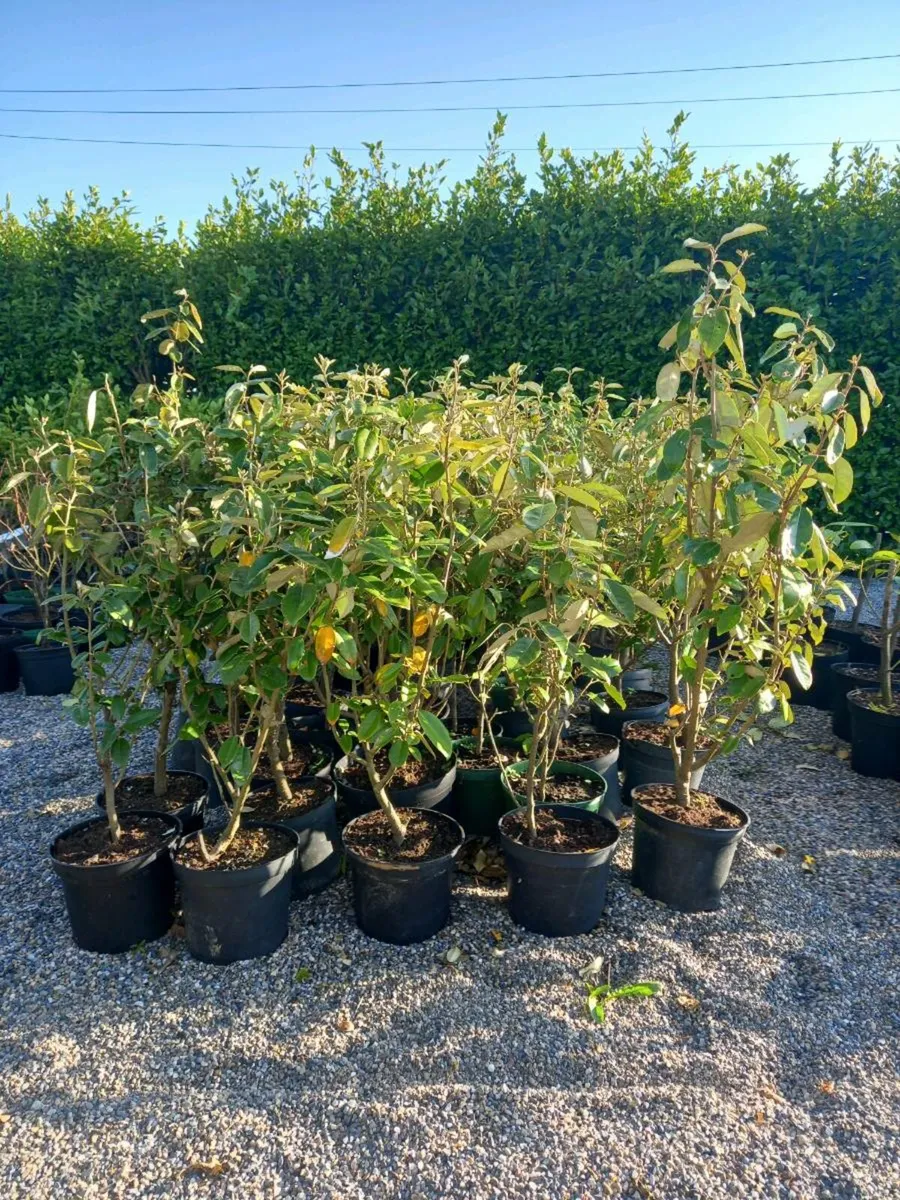 Hedging  plants - Image 1
