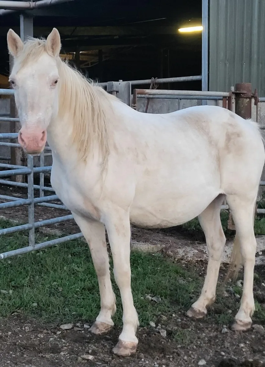 Pony - Image 1