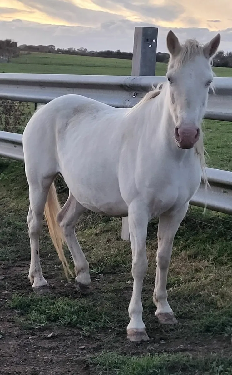 Pony - Image 2