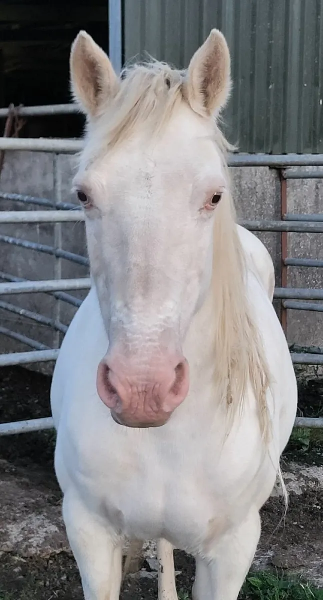 Pony - Image 3