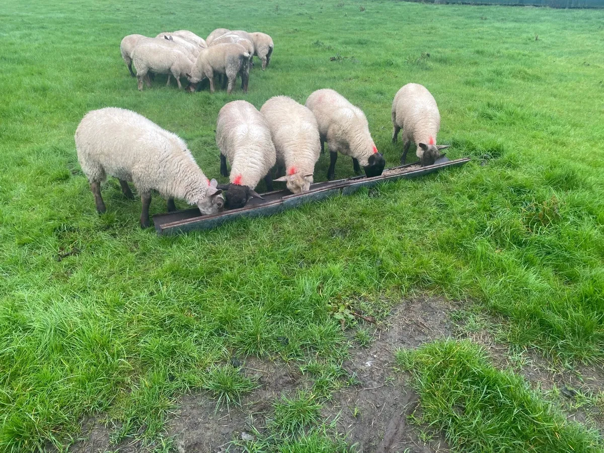 Ewe lambs - Image 1