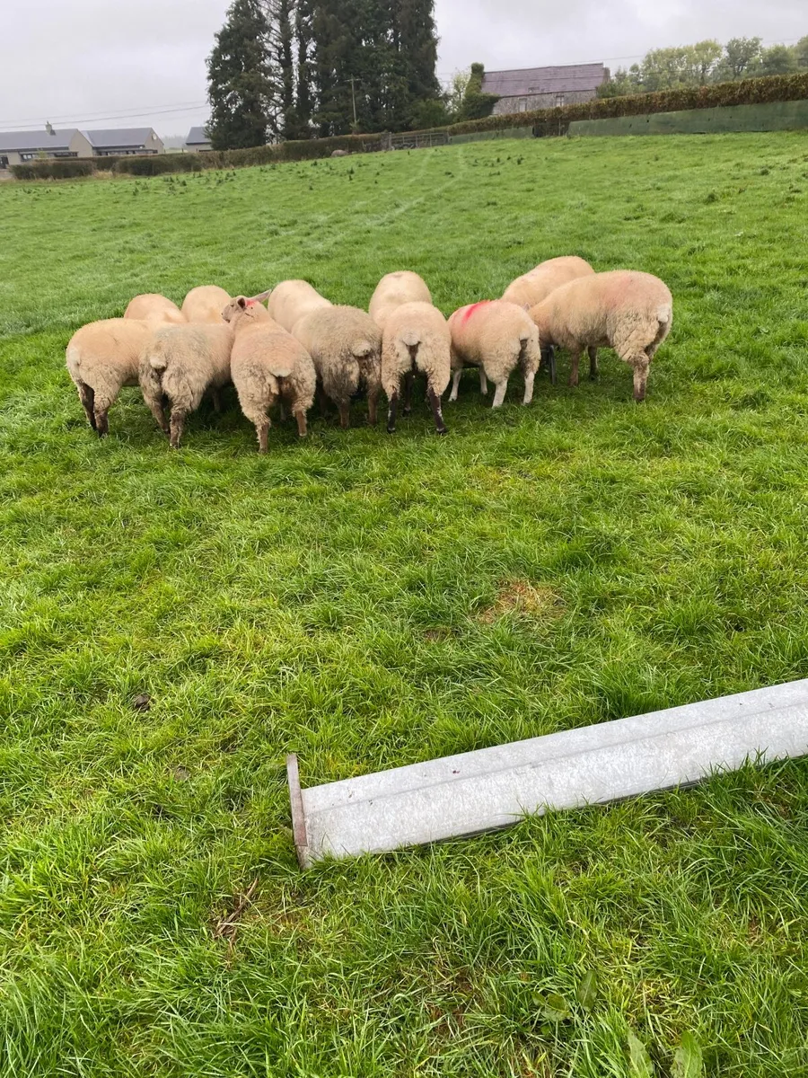 Ewe lambs - Image 3