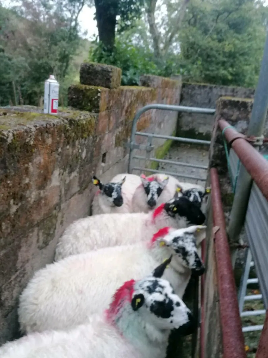 ⭐Ewe Lambs⭐ - Image 2