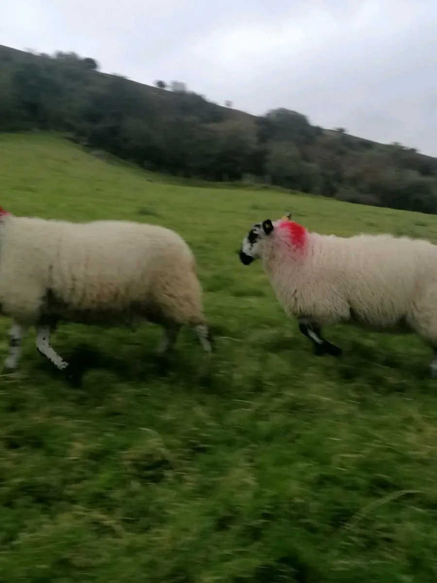 ⭐Ewe Lambs⭐ - Image 3