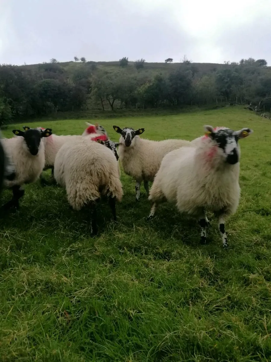 ⭐Ewe Lambs⭐ - Image 4