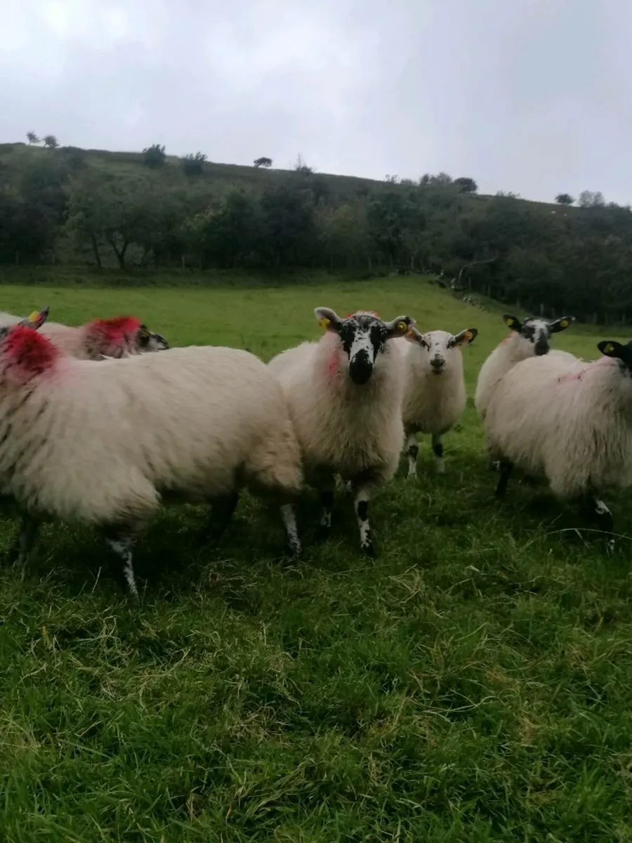 ⭐Ewe Lambs⭐ - Image 1