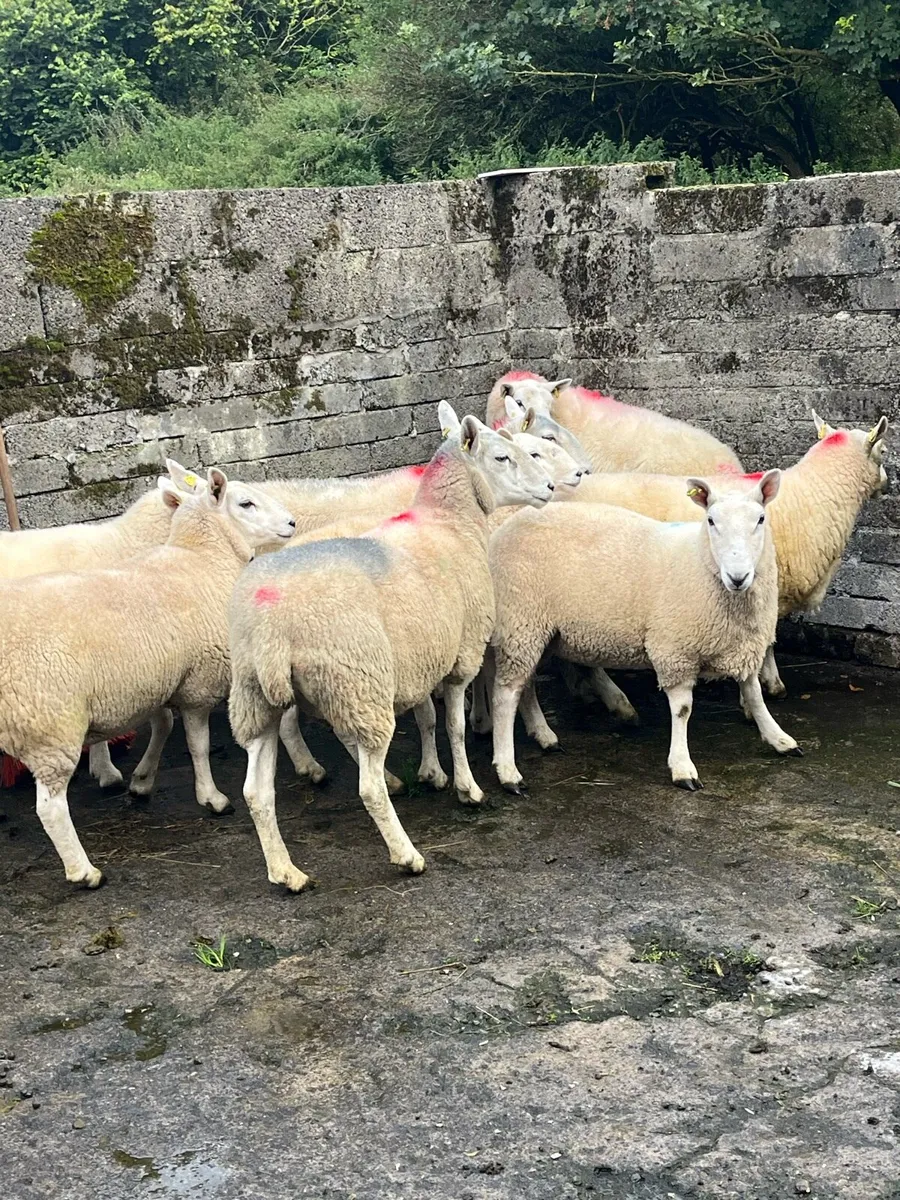 💥Cheviot sheep 💥 - Image 1