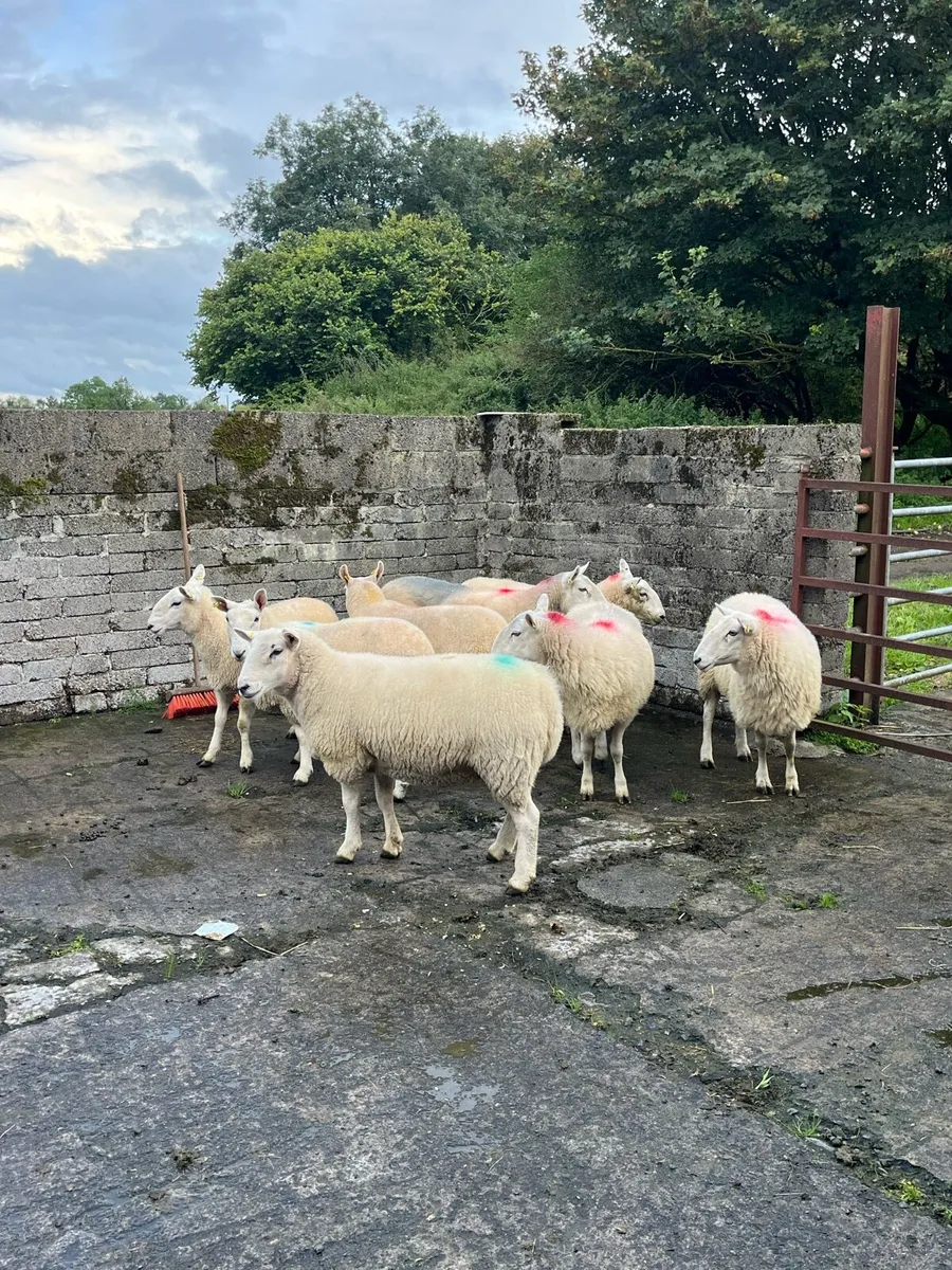 💥Cheviot sheep 💥 - Image 2