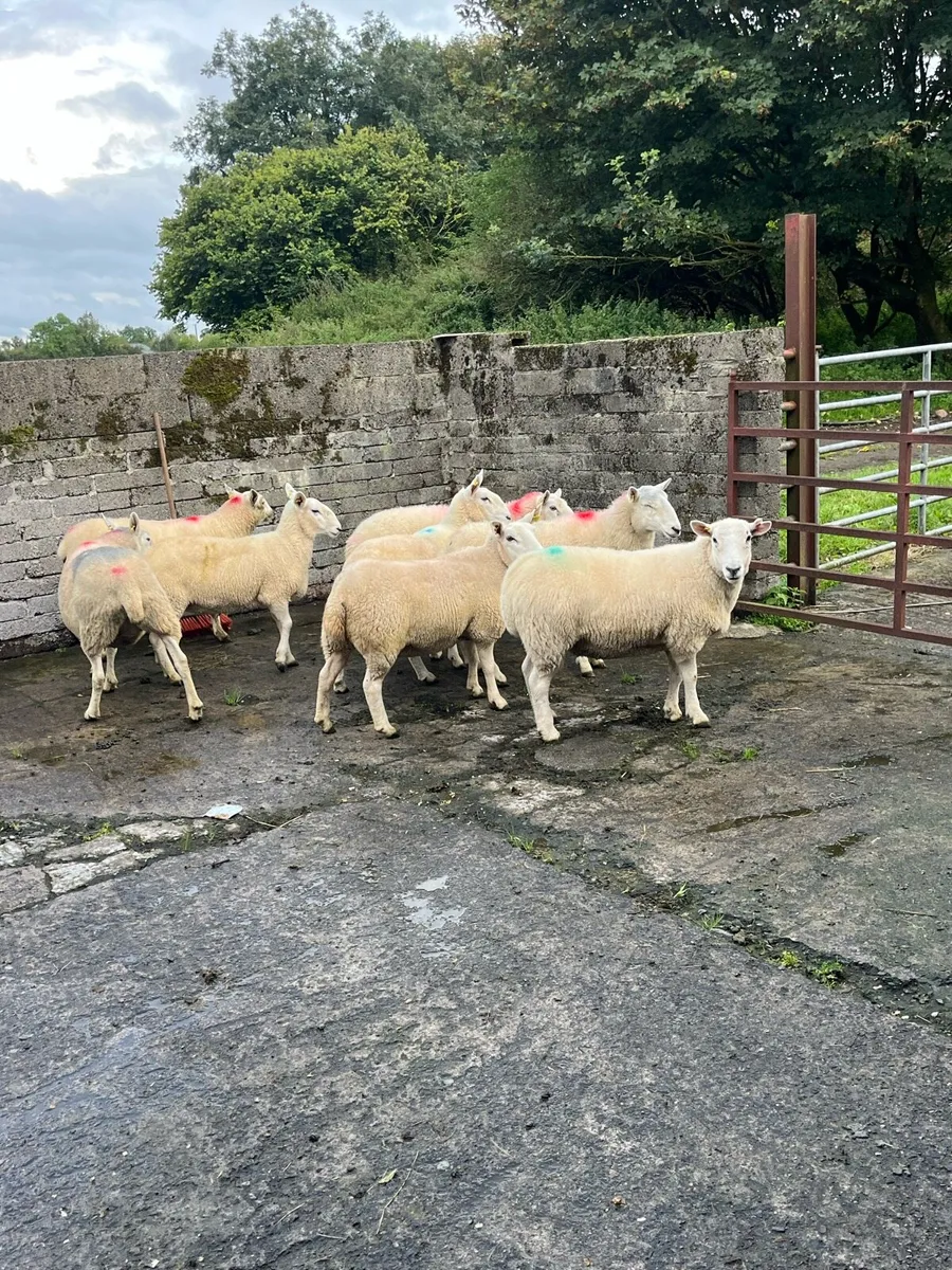 💥Cheviot sheep 💥 - Image 3