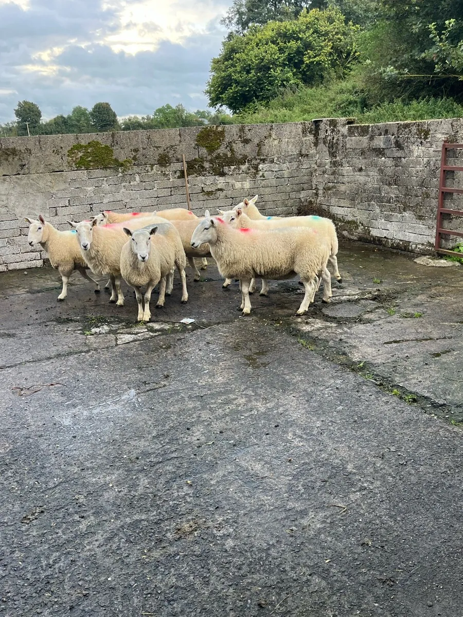 💥Cheviot sheep 💥 - Image 4