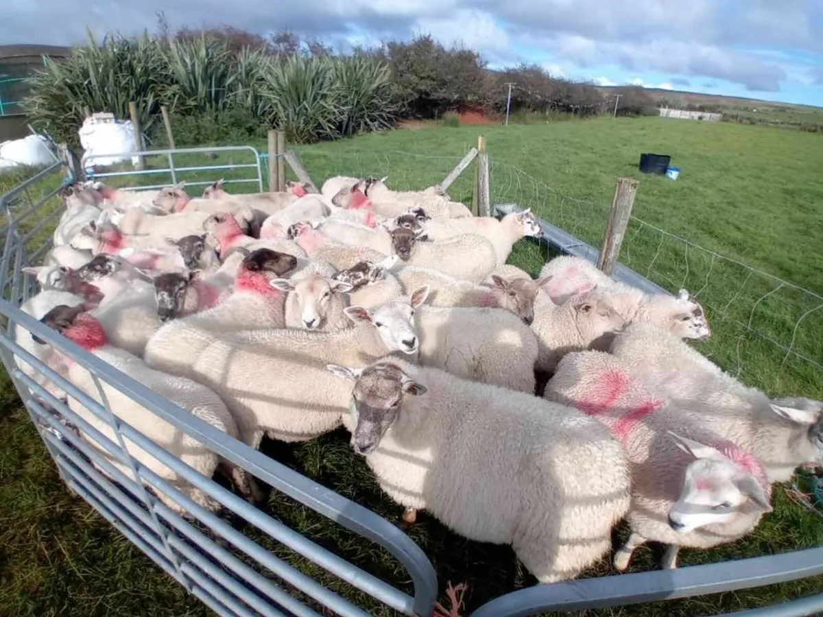35 texel ewe lambs - Image 1