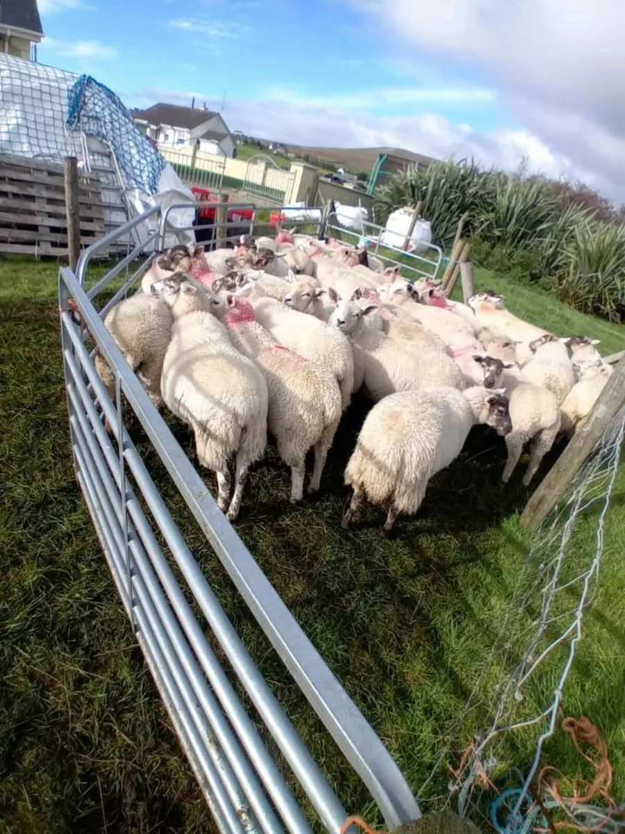 35 texel ewe lambs - Image 2