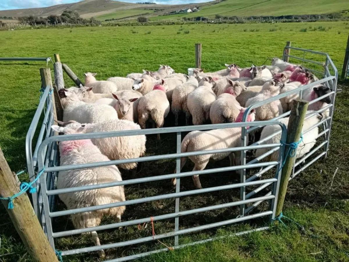 35 texel ewe lambs - Image 3