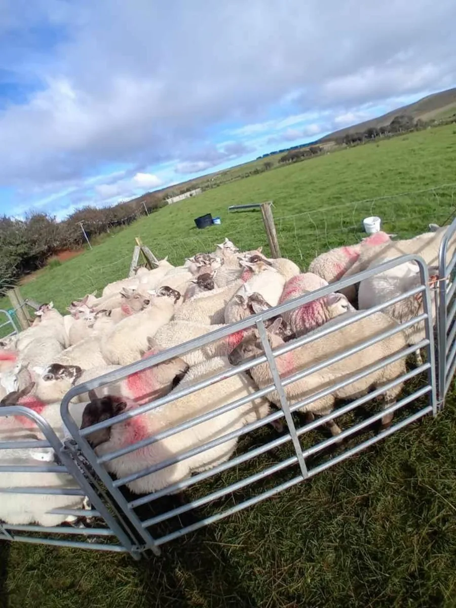 35 texel ewe lambs - Image 4