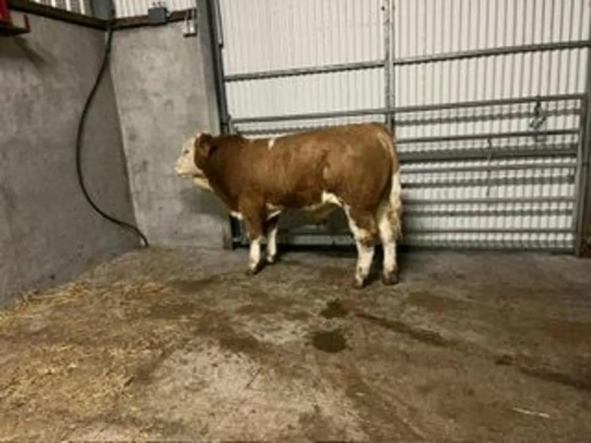 Pedigree Simmental Bull - Image 2